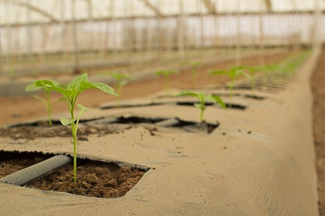 Frutas y verduras ecológicas