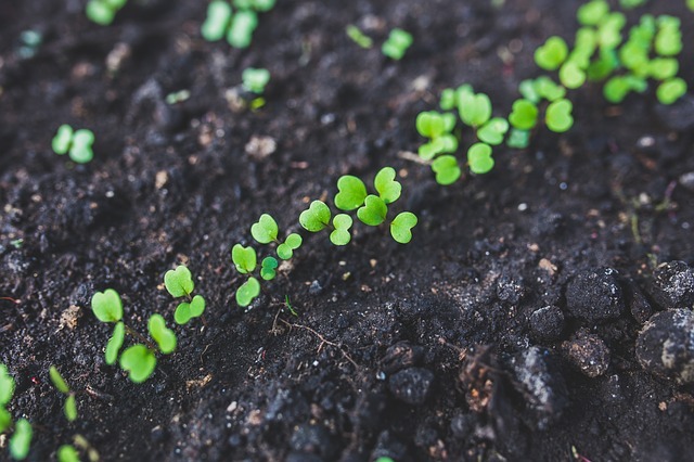 Los beneficios del cultivo ecológico