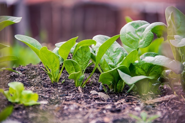 Diferencias entre productos ecológicos, biológicos, orgánicos y sostenibles