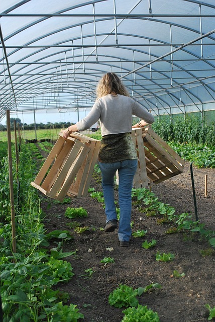 verduras ecológicas de temporada