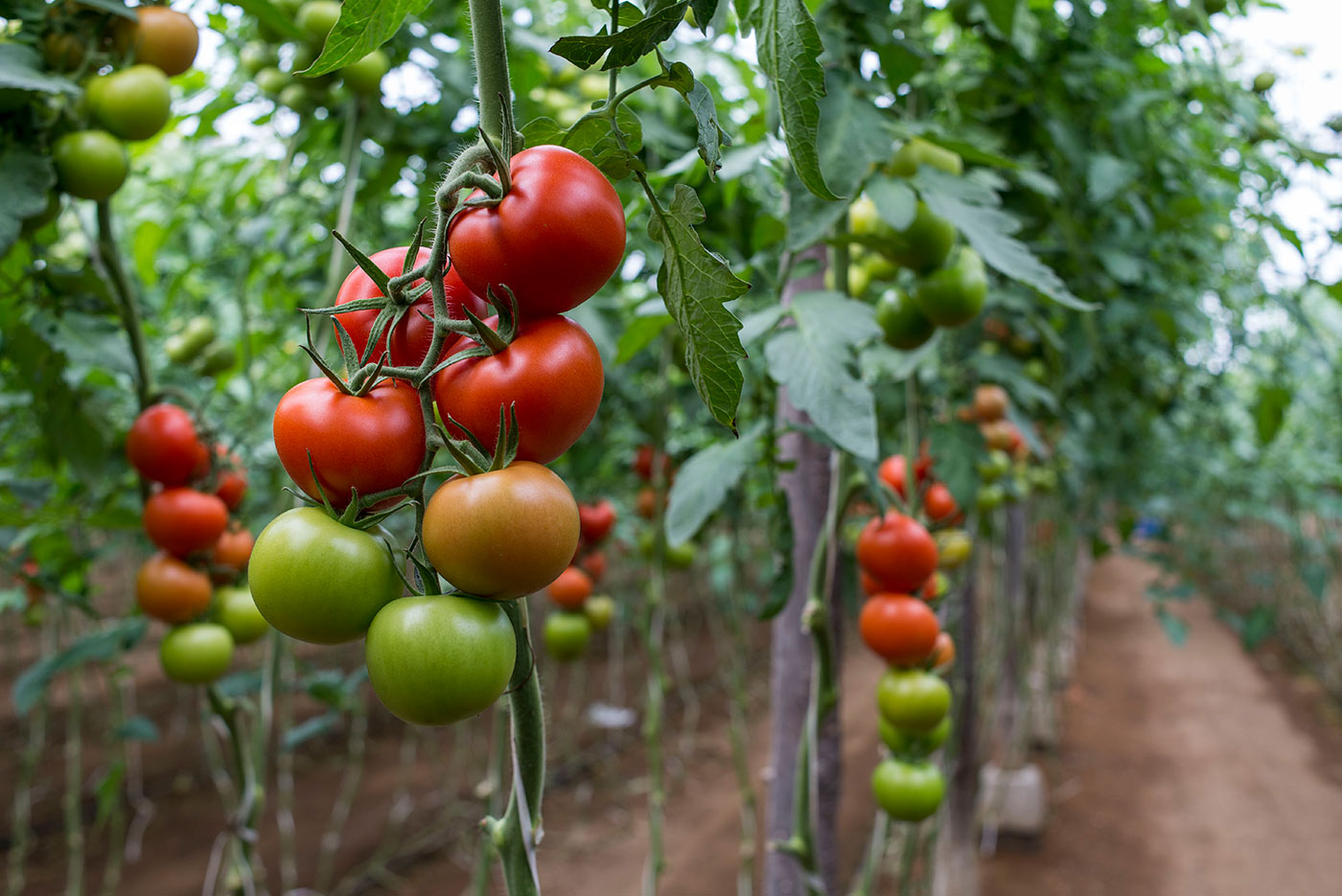 Tomates Ecologico Online