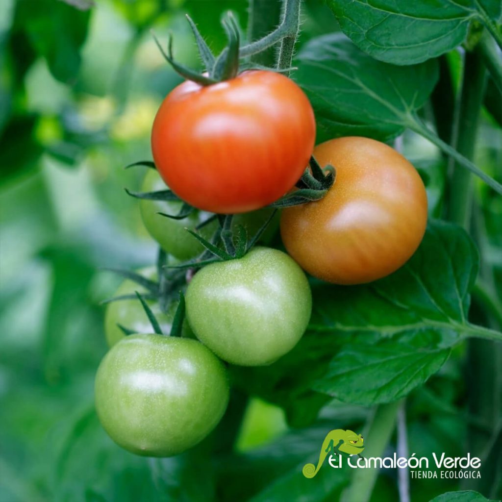 curiosidades sobre los tomates