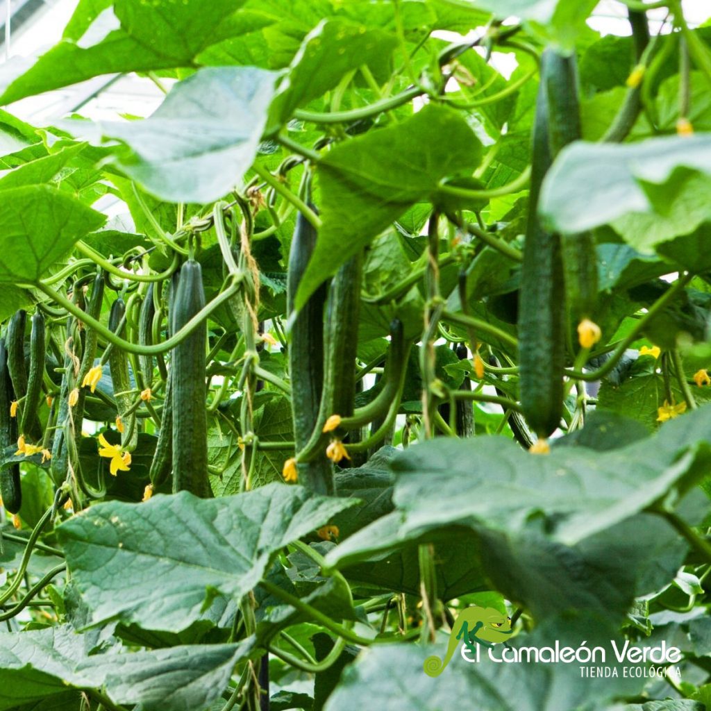 pepino para adelgazar