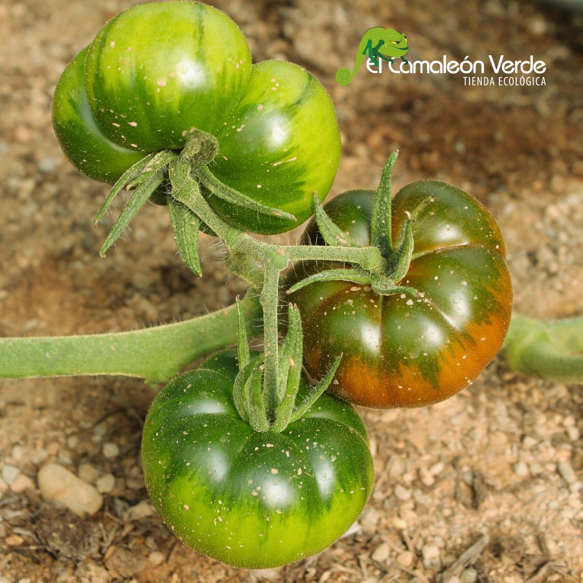 tomate raf autentico