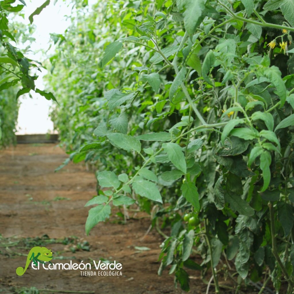 tomates raf en rama