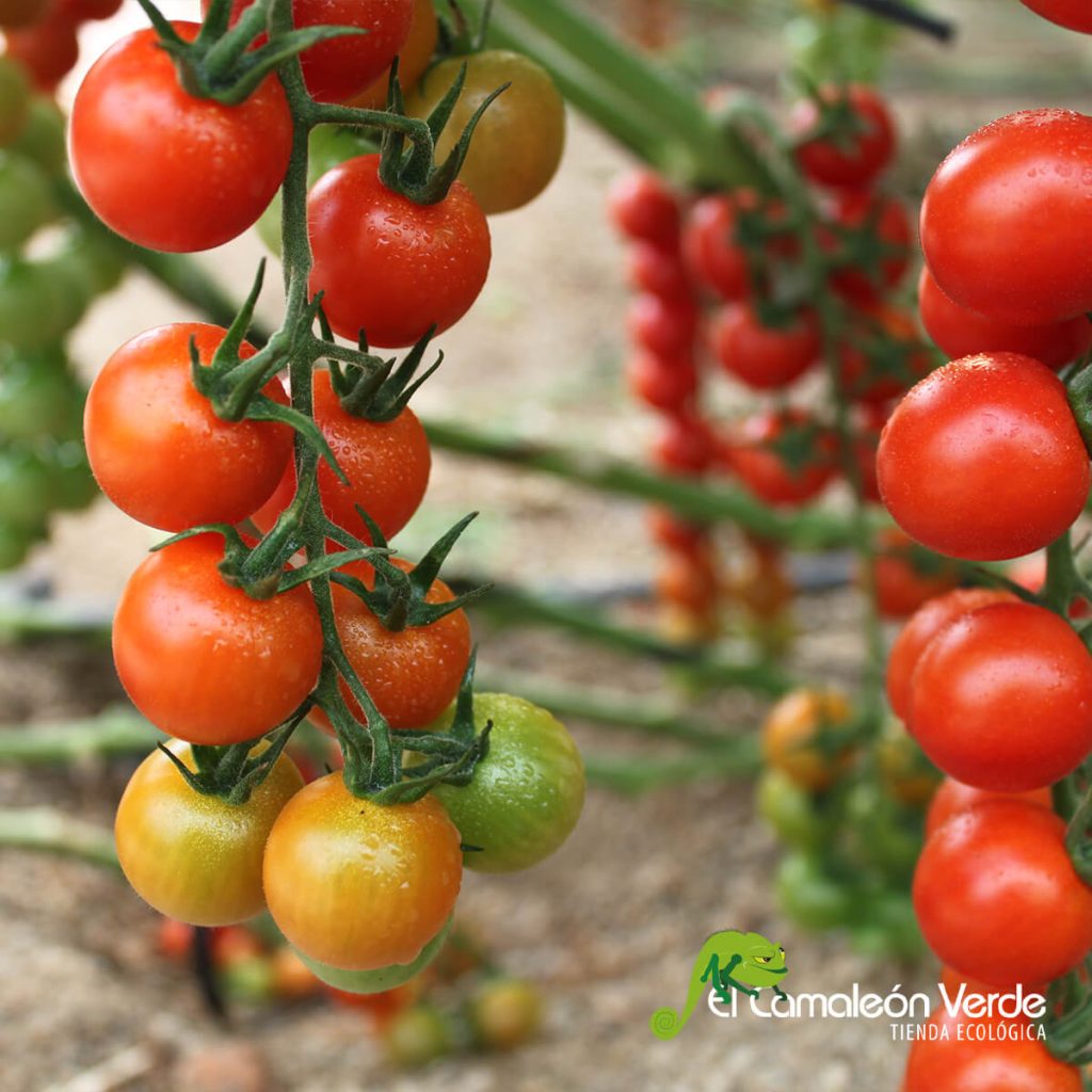 Tipos de verduras según la parte que se come